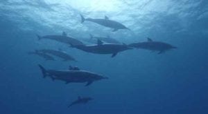 Dolphin in the ocean
