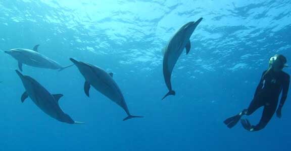 The benefits of Dolphin Assisted Therapy | Hawaii Island Recovery