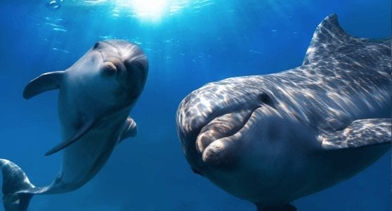 A History of Our Relationships with Animals and Animal Assisted Therapy (AAT)