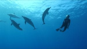 Wild Dolphins with Eliza | hawaiianrecovery.com
