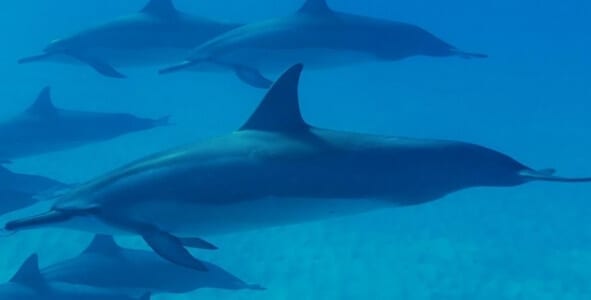 Can dolphins support the recovery process?