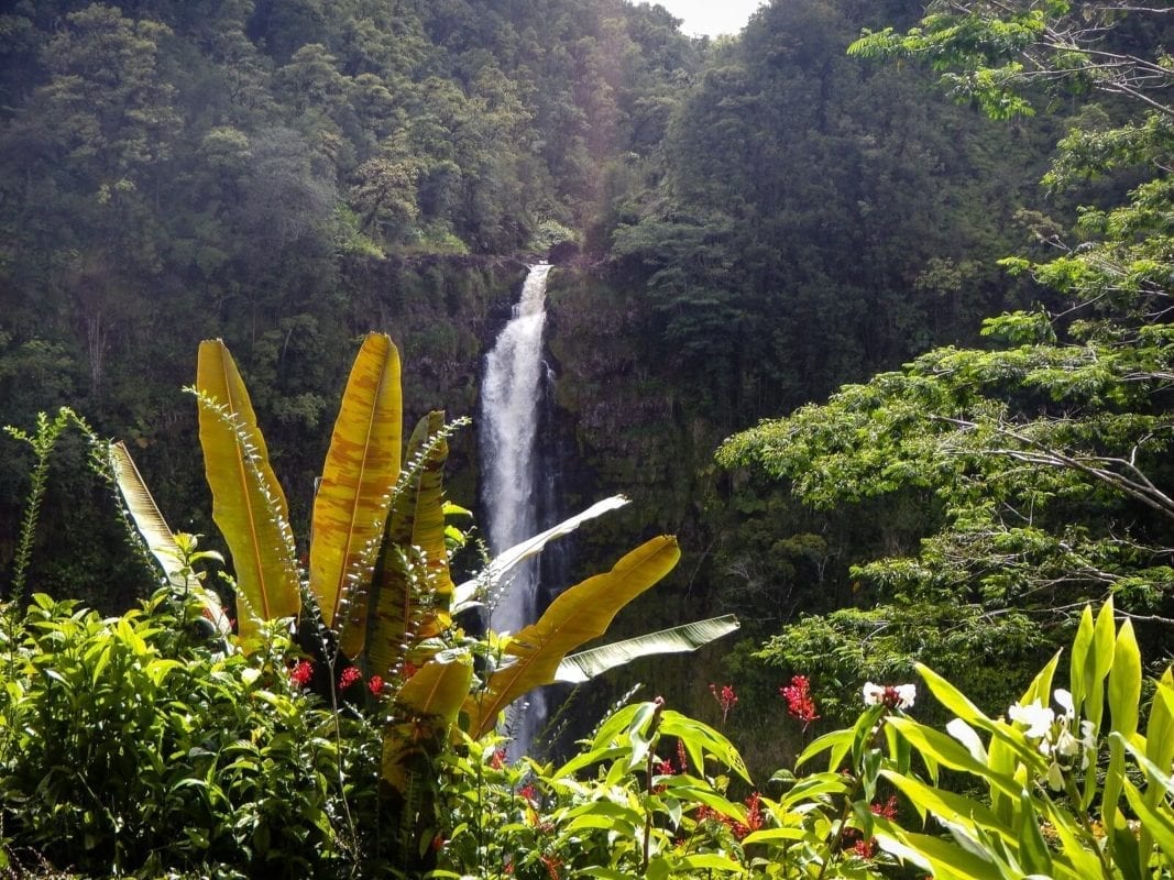 Exploring Hawaii Akaka Falls - Hawaii Island Recovery