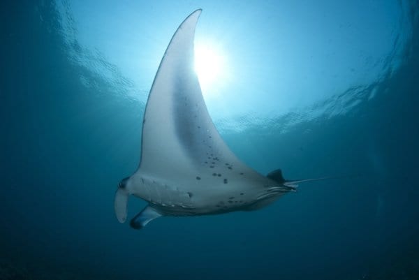 manta ray swimming oahu