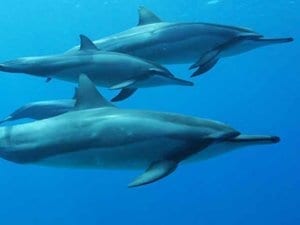 Wild dolphins in Hawaii