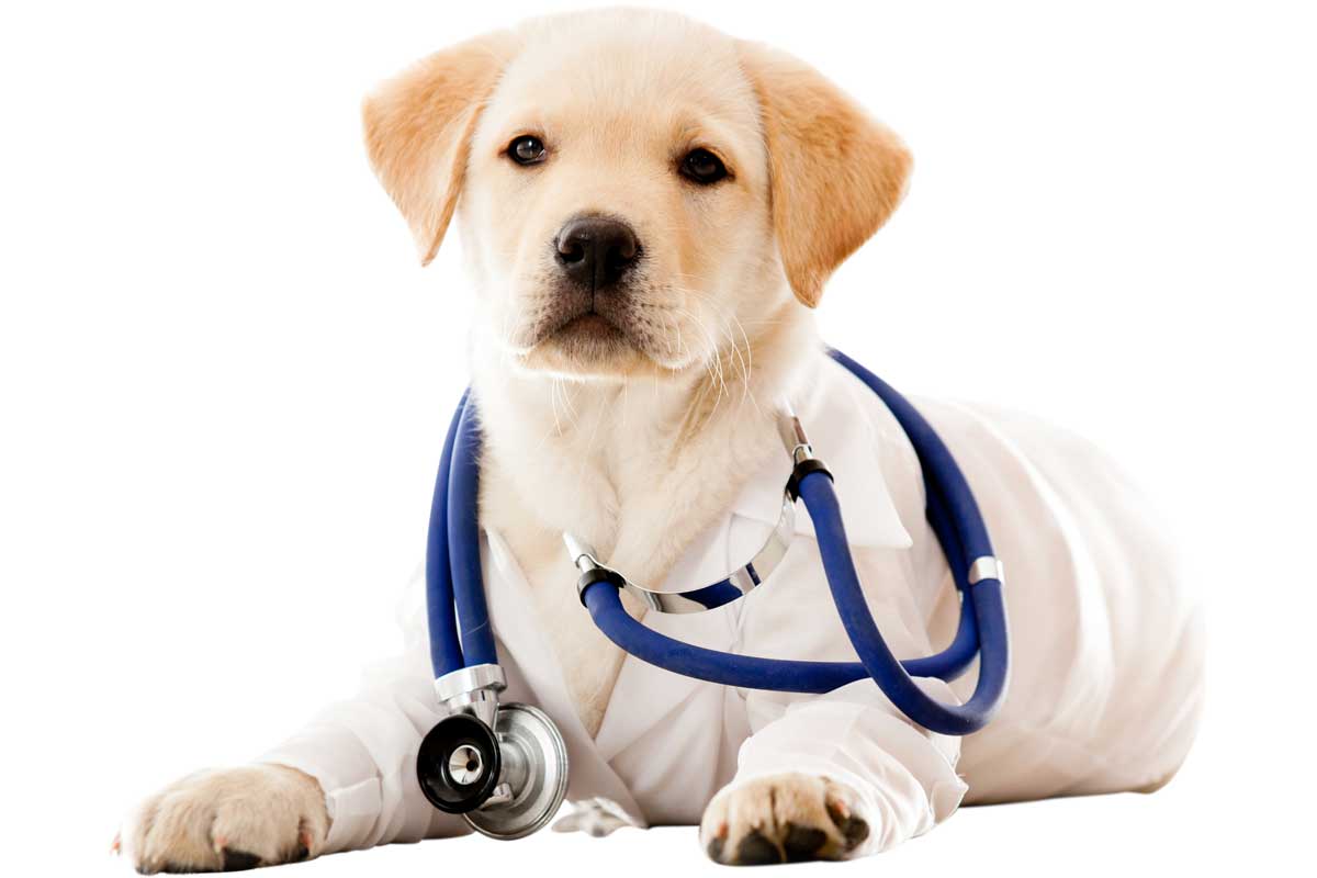 Pets Help Keep You On a Schedule Pets Help Keep You On a Schedule