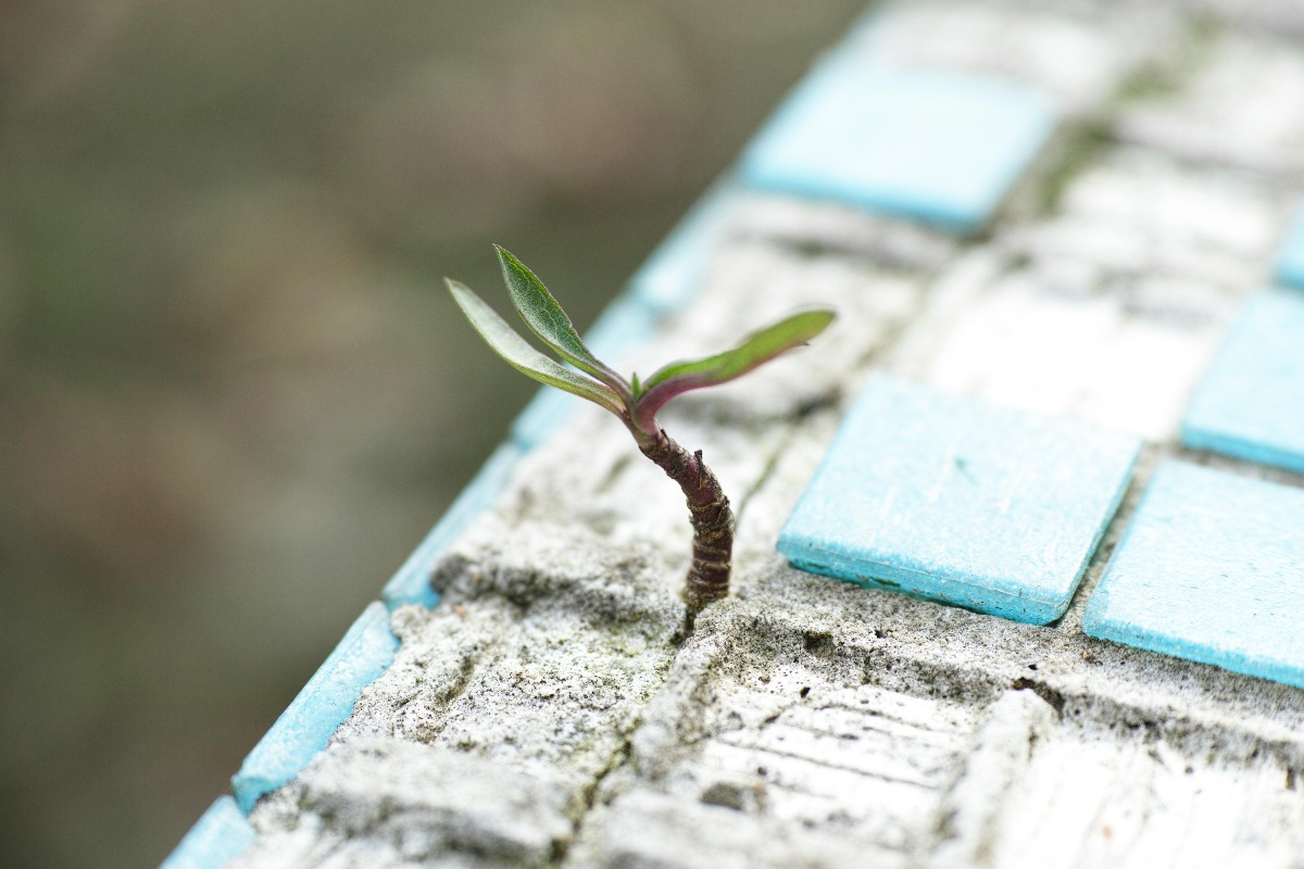 A small green plant grows from a crack, a powerful symbol of resilience, hope, and new life in recovery.