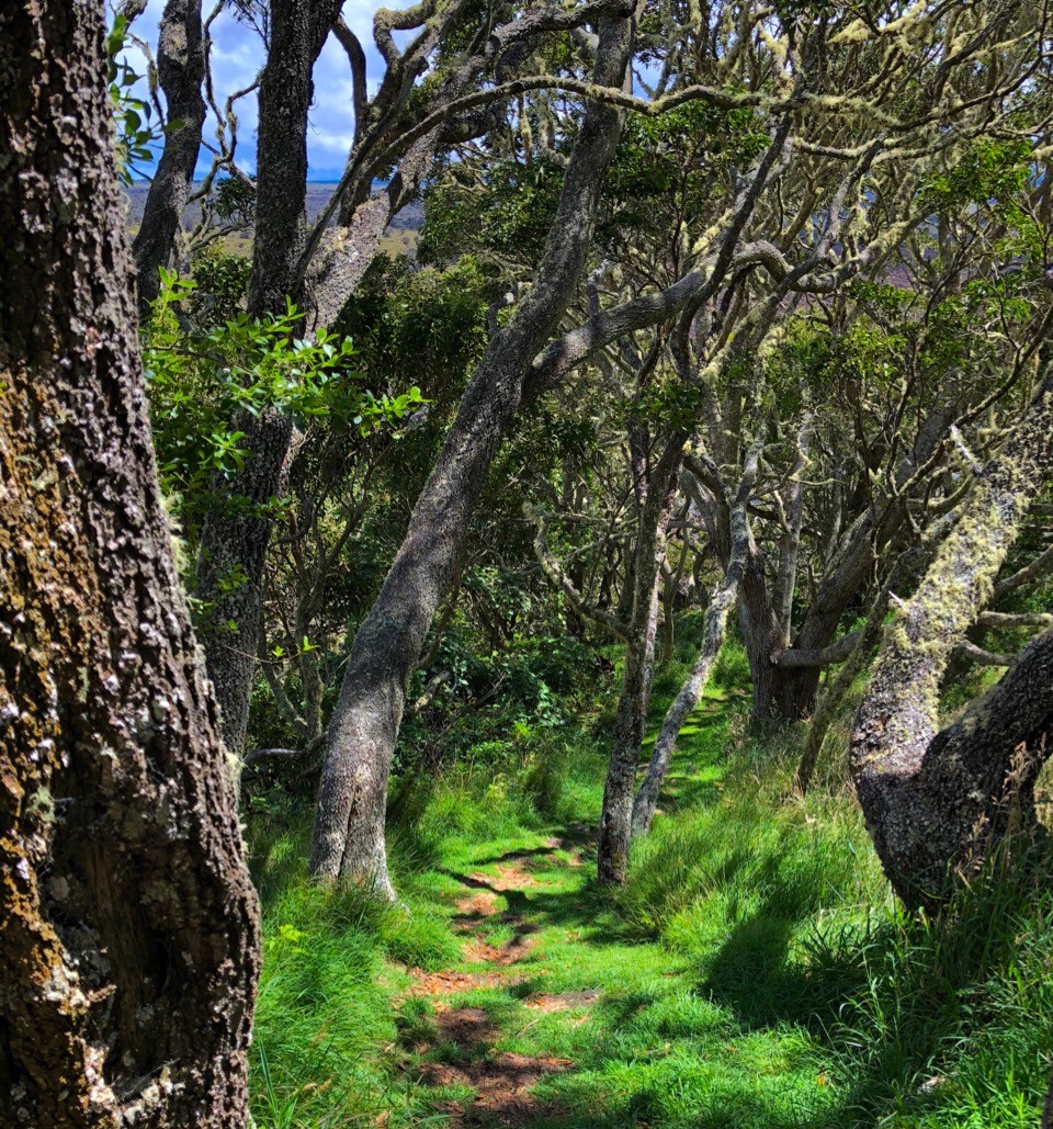 A sunlit path winds through a peaceful forest, representing the healing journey of addiction recovery.