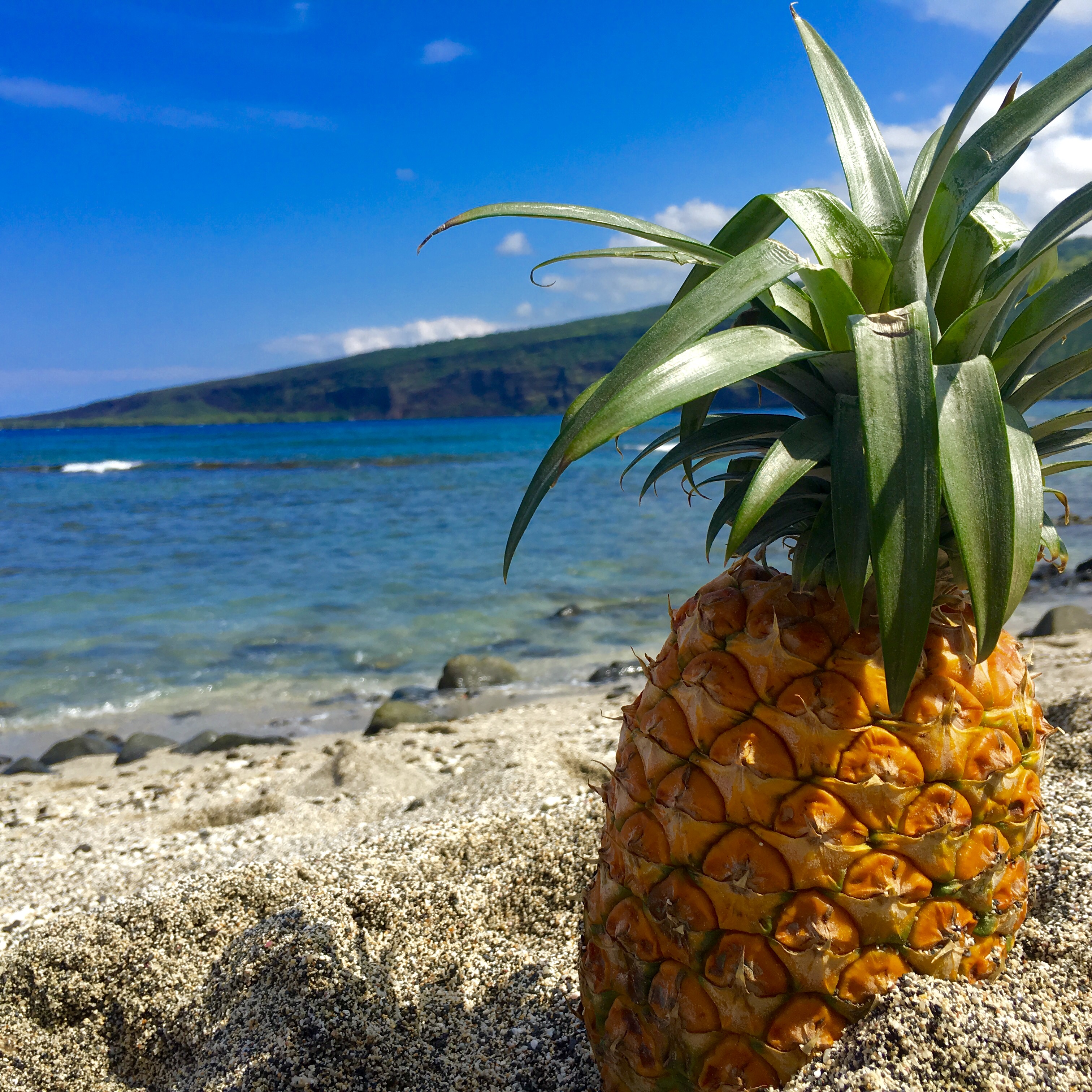 A fresh pineapple on a Hawaiian beach, representing our focus on holistic nutrition and wellness.