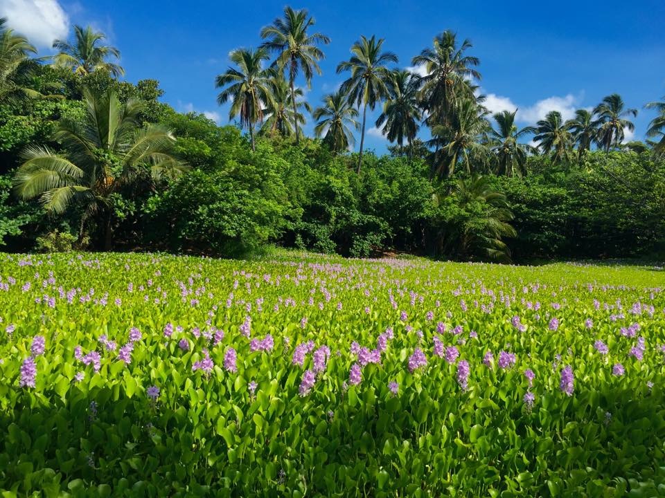 A field of purple flowers in a tropical setting, the serene and healing environment of our rehab.